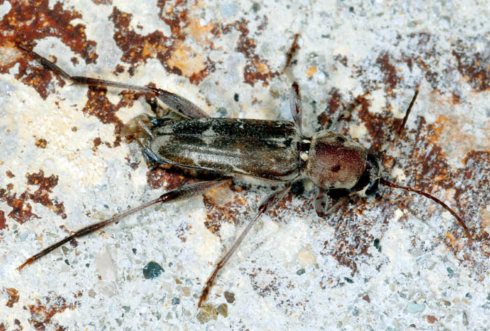 Xylotrechus stebbingi